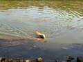 videos de Lake Anza swim time