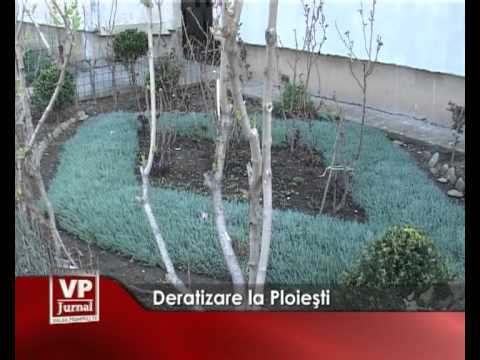 Deratizare la Ploiesti