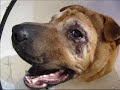 A video from my dog