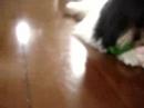 Meg lhasa apso playing