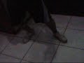 HardStep Gabriel22