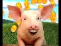 Easter Bunny Pig You're A Star SONG