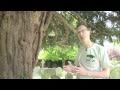 Yew - The Sacred Tree