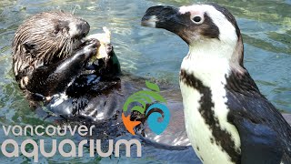 Vancouver Aquarium Tour & Review with The Lege