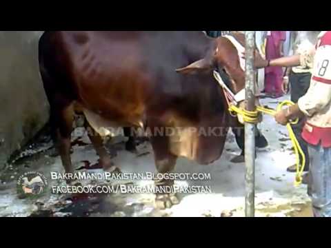 Eid ul azha qurbani - Thanks for Watching Subscribe https://www.youtube.com/user/BakraMandiPakistan Facebook: https://www.youtube.com/user/BakraMandiPakistan Bakra Mandi Pakistan ...