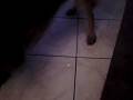 videos de kaylo