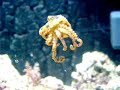 The Blue-Ringed Octopus