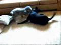 Caniche video