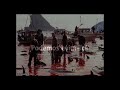 Masacre de delfines