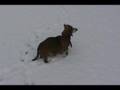 Old-dachshund-in-the