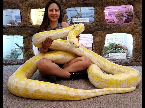 YouTube reptile video
