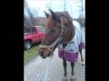 videos de Elfis und meine geschichte