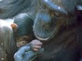 chimpanzee kissing her babys hand chimpanzee kissing her babys hand