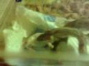 sid the snake eatin a fluffy with humerous comentary