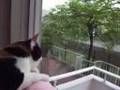 猫、相手が大きすぎてお手あげ