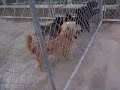 Adopt Us! Critters in Need Pet Rescue\
