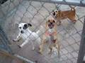 Adopt Us! Critters in Need Pet Rescue's small dogs.
