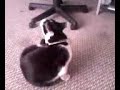 My Adorable Kitty ^^