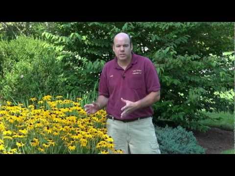 how to transplant rudbeckia