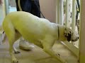 Click here to watch this video FOHA Kandee Cat Test