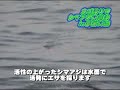 段々とシマアジの群れが集まってきました。いったんサカナが寄ってしまえば、後は連続ヒット！　唇が弱くてバレやすいので、慎重にやり取りします。