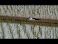 Click here to watch this video セイタカシギ 採食