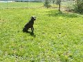Riley likes sticks Riley likes sticks