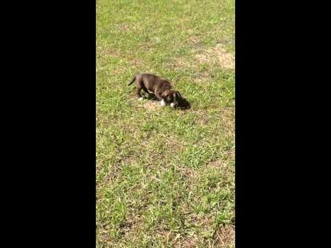 Puggle pup playing, 8 weeks old