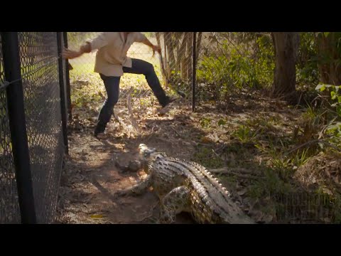 Matt Wright's NEW small but feisty rescue Crocodile
