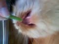 swiffer ed i fagiolini