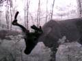 Pine thicket bucks