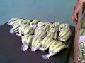 Inspeccion fitosanitaria BabayBanana (orito)
