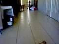 wooley playing fetch with fluffy dog