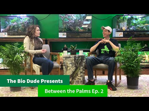 YouTube reptile video