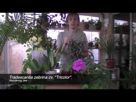 how to transplant wandering jew