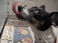Dog + peanut butter = true love