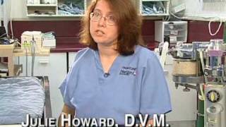 Malibu Veterinary Clinic Dr John Lupo Dvm