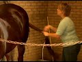 How to Bathe a Horse : How to Condition a Horse Tail How to Bathe a Horse : How to Condition a Horse Tail