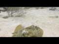 El Pe��n, Bayahibe