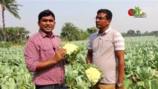 আগাম ফুলকপি(Cauliflower):৮৫ দিনে ৩৩ শতকে আয় ৬০-৭০ হাজার টাকা (Trichoderma ব্যবহার)