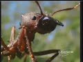 giant ant colony