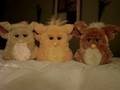 Furby Furby Furby # 5