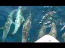 Porpoises on the bow Porpoises on the bow