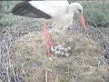 5 mei 5 jonge ooievaartjes 5 mei 5 jonge ooievaartjes