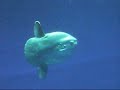 Mola mola The ocean sun Fish - free flv video @ vwatch.tv