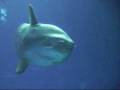 Mola mola The ocean sun Fish