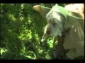 The Yoda Dog Strikes Back!!