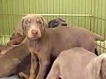 Doberman Pinscher Puppies