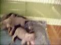 Doberman Pinscher Puppies