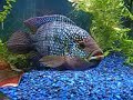 大きジャッキdempsey cichlids.html